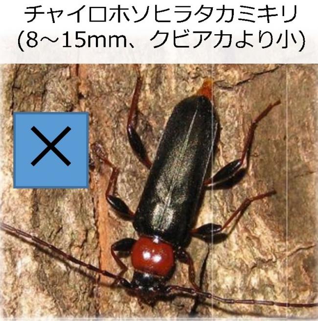 チャイロホソヒラタカミキリ