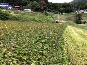 そばの収穫