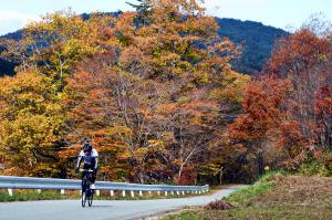 県道253号線（落合浪江線）紅葉